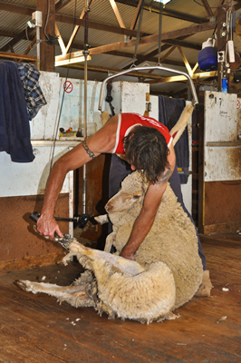 Cooinbil Shearing 038882 © Claire Parks Photography